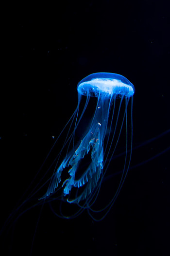 Jellyfish wonderland, Enchanting beauty, Stunning art, Mesmerizing sea creatures HD phone wallpaper