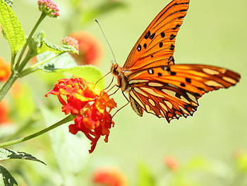 butterfly, summer, lantana, flower, orange HD wallpaper