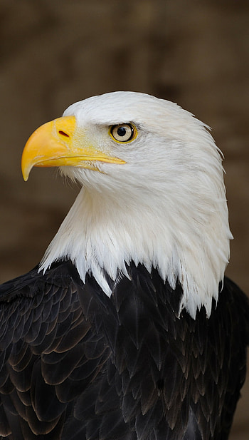 USA-themed eagle , Eth 159 and brvbar 129 symbol, Captivating animals, Lion HD phone wallpaper