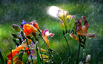 SUMMER RAIN, summer, wet, rain, rain blossoms HD wallpaper