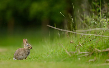 Animals, Grass, Rabbit, Hare HD wallpaper