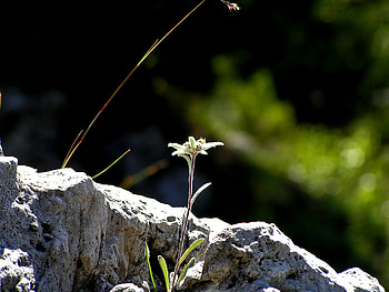 Lone edelweiss , edelweiss HD wallpaper