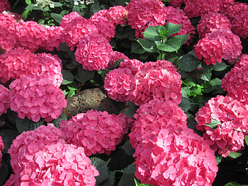 The pyramids display gardens 63, hydrangeas, graphy, green, red, Flowers HD wallpaper