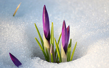 Flowers, Snow, Snowdrops, Spring, Stem, Stalk HD wallpaper