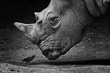 Various rhino , Rhino collection, Rhino-themed , Rhino assortment HD wallpaper
