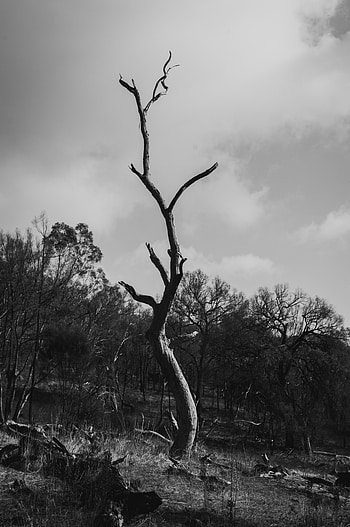 Nature, Wood, Tree, Bw, Chb, Dry HD phone wallpaper