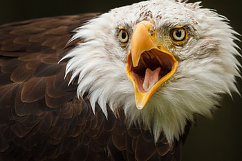 *** EAGLE ***, white, birds, brown, eagle, animals HD wallpaper