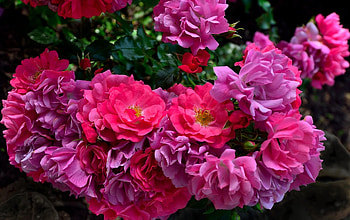 Flowers, Roses, Blur, Smooth, Disbanded, Loose, Garden HD wallpaper