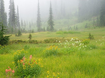 FIELDS IN THE MIST, morning, spring, milst, landscapes, green, fields, trees, flowers, canada HD wallpaper