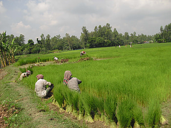 Rice field, Bangladesh HD wallpaper