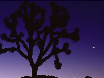 Joshua Tree, Early Dusk, desert, joshua tree, nature HD wallpaper