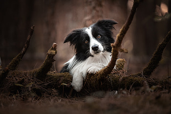 Border Collie, Animal, Dog, Dogs HD wallpaper