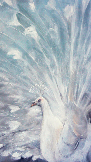 White Peacock, feather, white, Animal, peacock HD phone wallpaper