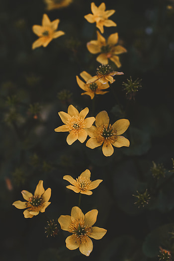 Flowers, Flower, Plant, Petals HD phone wallpaper