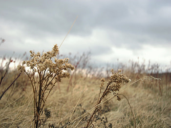 Nature, Grass, Autumn, Clouds, Withered, It's A Sly, Dry, Mainly Cloudy, Overcast, Wind HD wallpaper