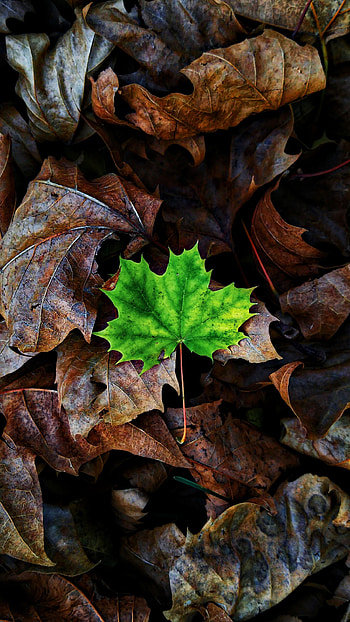 Nature, Autumn, Sheet, Leaf, Maple, Fallen HD phone wallpaper
