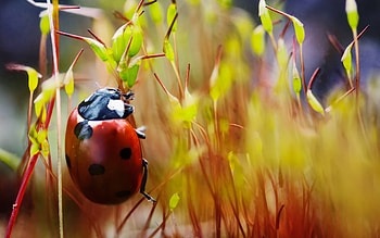 Beetle, Bug , Animal HD wallpaper
