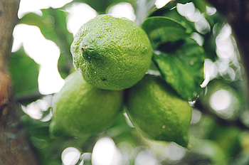 Food, Lime, Branch, Fruit, Citrus HD wallpaper