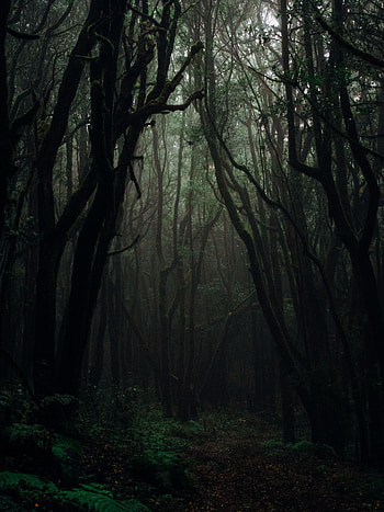 Nature, Trees, Autumn, Dark, Forest, Fog, Branches, Gloomy HD phone wallpaper
