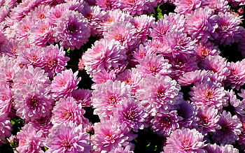 Chrysanthemums, nature, pink, flowers HD wallpaper