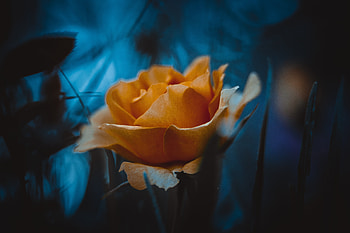 Yellow rose, portrait HD wallpaper