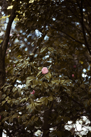 Flowers, Pink, Flower, Glare, Wood, Tree, Blur, Smooth HD phone wallpaper