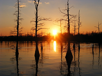 Louisiana travels, Bayou , Swamps and marshes, Cajun culture HD wallpaper