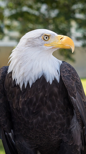 Eagle, Bald Eagle HD phone wallpaper