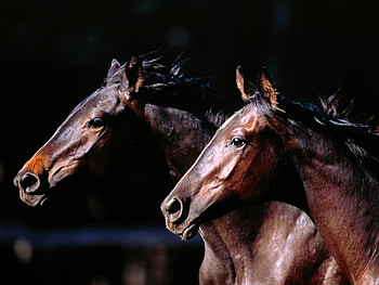 Animals, Horses HD wallpaper