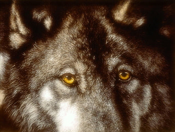 Close Encounter - Wolf F, judi rideout, animal, art, lobo, wolf, rideout, wildlife, painting, canine HD wallpaper