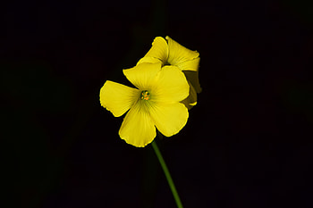 Flower, Macro, Close-Up, Black Background, Small, Contrast, Oxalis HD wallpaper