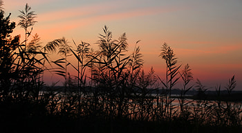Nature, Sunset, Grass, Sky, Twilight, Dusk, Outlines HD wallpaper