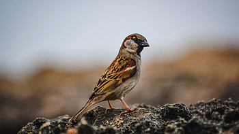 Cute bird , Dual wide 16:9, background , High-resolution sparrow HD wallpaper