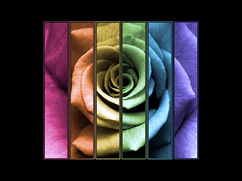 Many colors, roses, 3d HD wallpaper