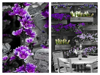 FLOWER COLLAGE, FLOWER, NATURE, COLLAGE HD wallpaper