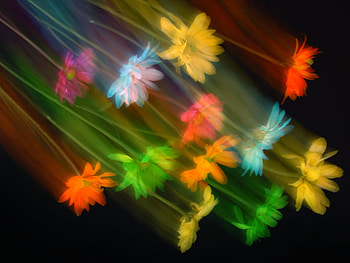 flowers, falling, daisies HD wallpaper