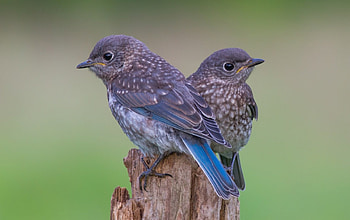 Baby birds, blue, feather, grey, bird, couple, baby HD wallpaper