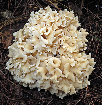 American cauliflower mushroom, Sparassis americana, Inaturalist United Kingdom, Food HD phone wallpaper