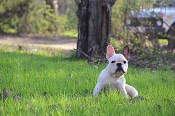 Animals, Grass, Puppy, French Bulldog HD wallpaper