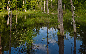 Swamp, trees, reflection, water HD wallpaper