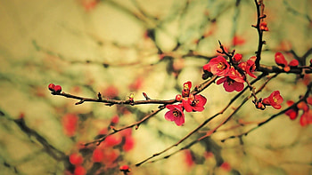Flowers, Macro, Wood, Tree, Branches, Bloom, Flowering HD wallpaper