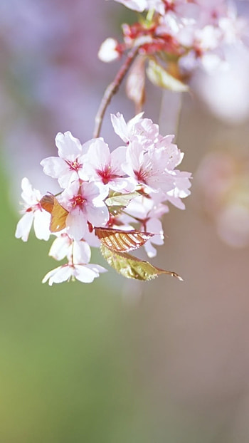 May Background, Nature Beauty HD phone wallpaper