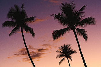 Nature, Sky, Twilight, Palms, Violet, Dark, Dusk, Purple HD wallpaper
