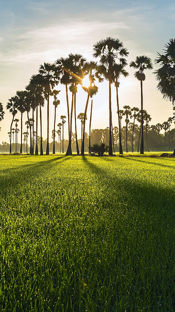 Green farms landscapes, Sunrise in nature HD phone wallpaper