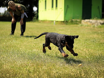 A young dog joyfully playing fetch on a grassy field with a person nearby. HD wallpaper