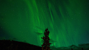Universe, Shining, Wood, Tree, Starry Sky, Night Sky HD wallpaper