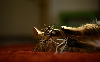 Animals, Cat, To Lie Down, Lie, Playful, Paw HD wallpaper