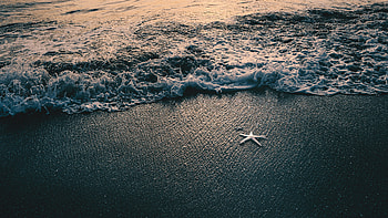 Starfish, Animals, Beach, Ultra HD wallpaper