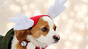 Christmas dog, sweet, dogs, puppies, cute, beautiful, playful, playful dog, puppy, dog face, pretty, animals, face, lovely HD wallpaper