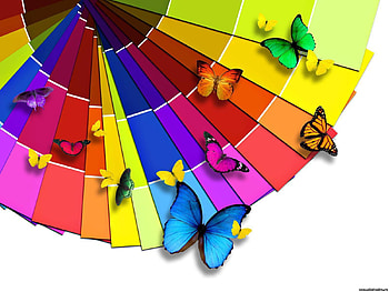 Butterflies, Insects HD wallpaper